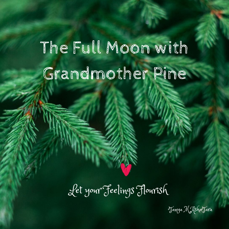 Gemini Full Moon with Grandmother Pine